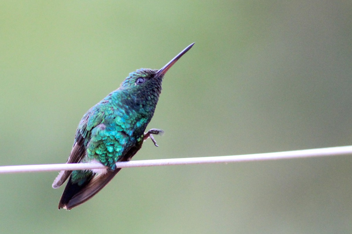 Red-billed Emerald - ML627317440