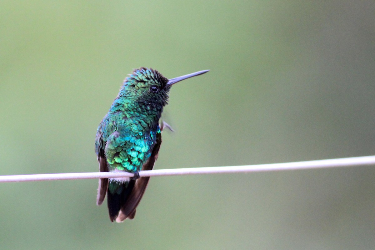 Red-billed Emerald - ML627317441