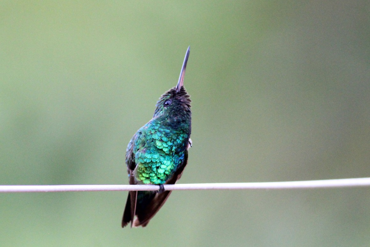 Red-billed Emerald - ML627317442