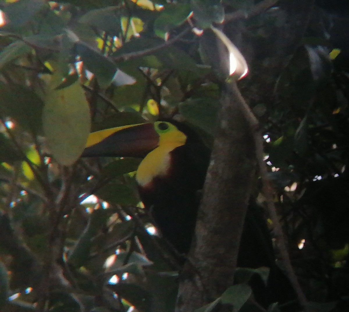 Yellow-throated Toucan - ML627317564