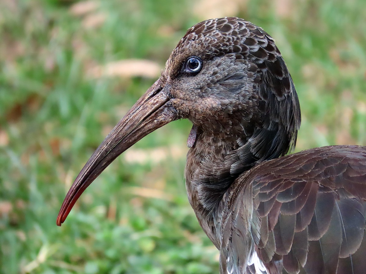 Wattled Ibis - ML627317677