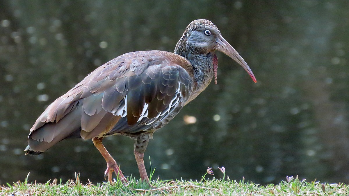 Wattled Ibis - ML627317678