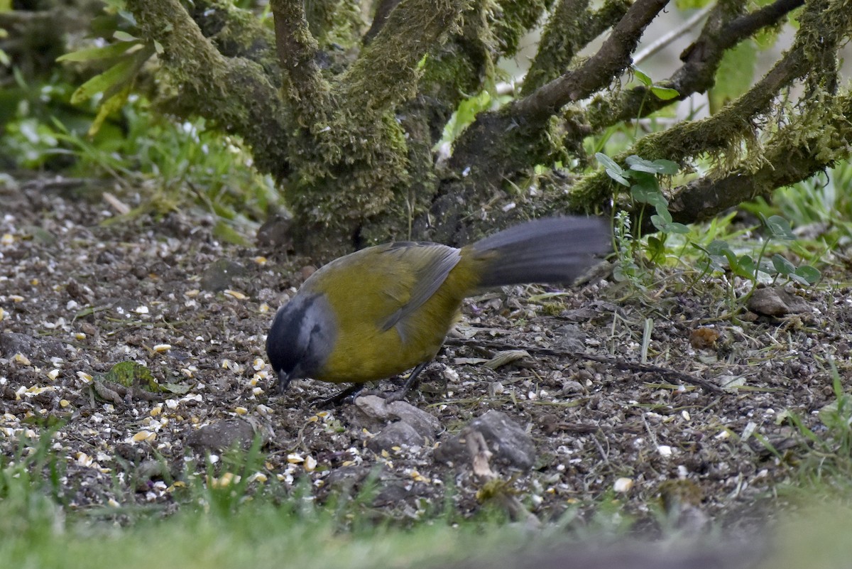 Large-footed Finch - ML627317826