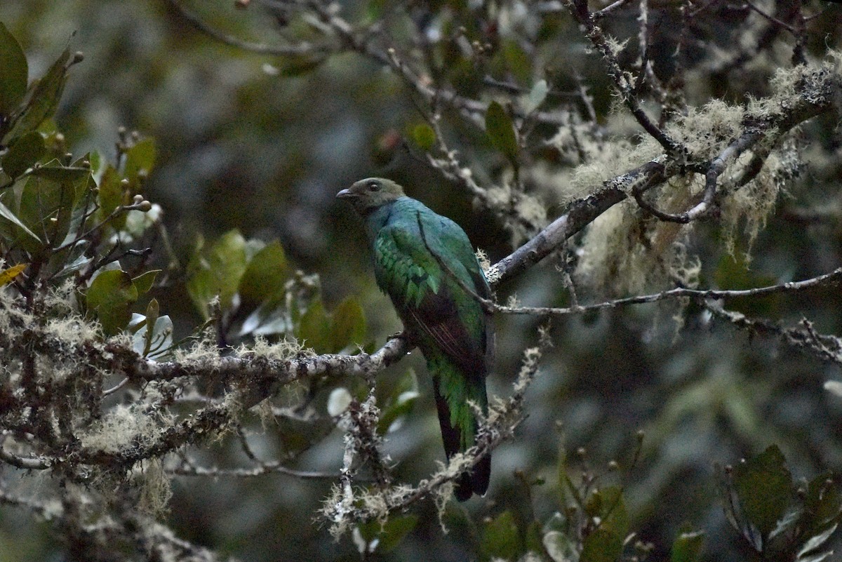 Resplendent Quetzal - ML627317902