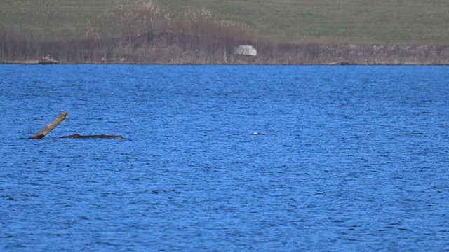 Bald Eagle - ML627317994