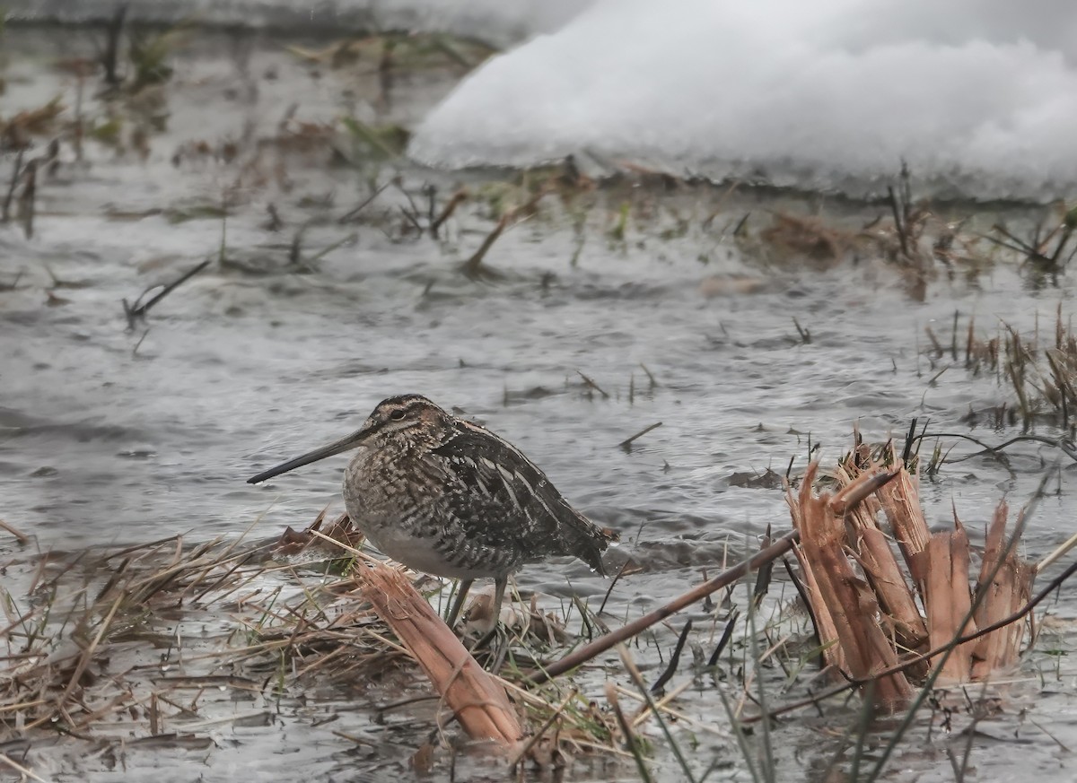 Wilson's Snipe - Gale VerHague
