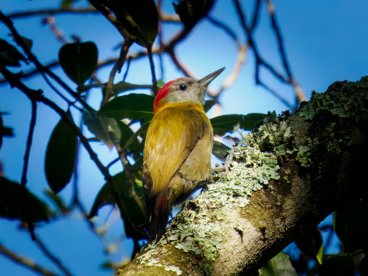 Olive Woodpecker - ML627318098