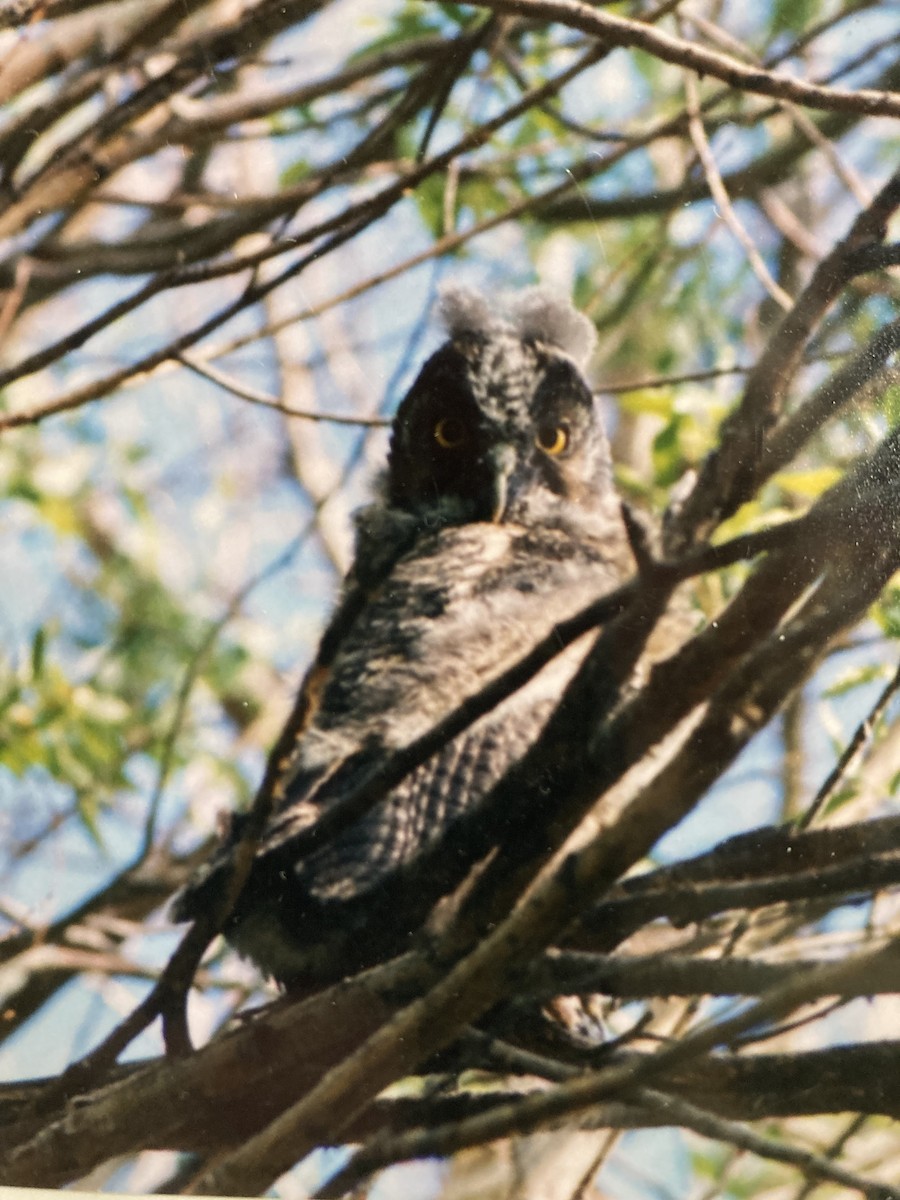 Long-eared Owl - ML627318145