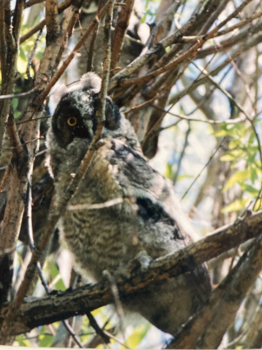 Long-eared Owl - ML627318146