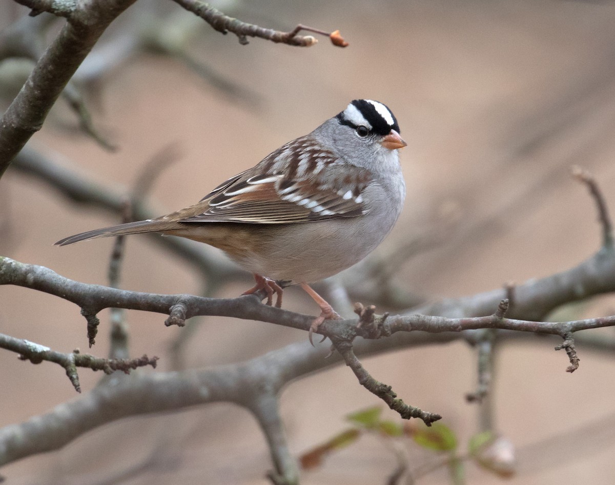 ミヤマシトド（leucophrys／oriantha） - ML627318148