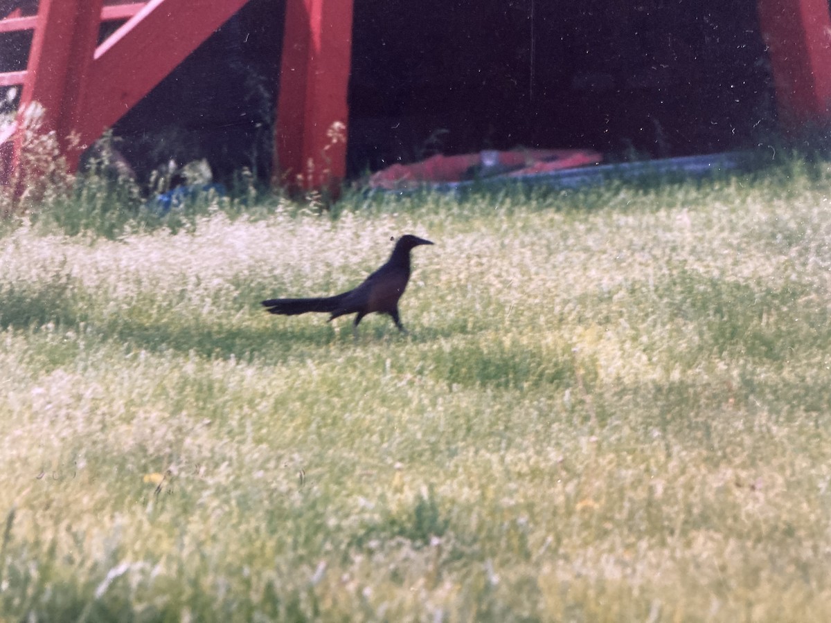 Great-tailed Grackle - ML627318393