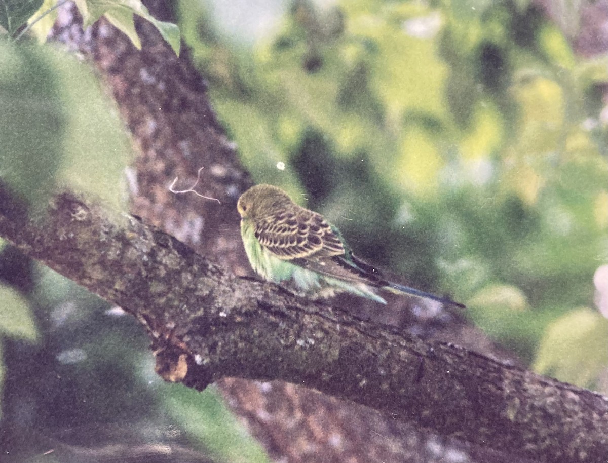 Budgerigar - ML627318429