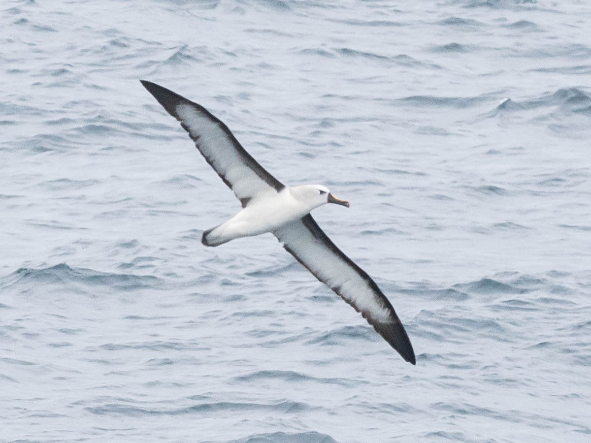 Atlantic Yellow-nosed Albatross - ML627318454