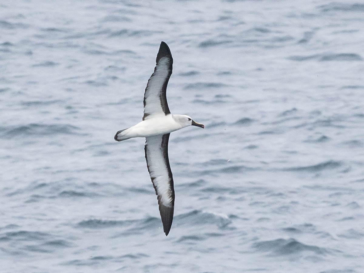 Atlantic Yellow-nosed Albatross - ML627318455