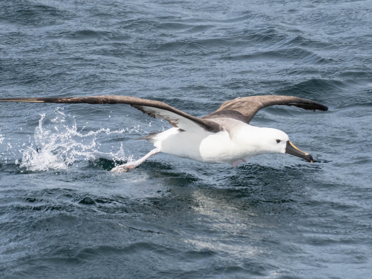 Atlantic Yellow-nosed Albatross - ML627318456