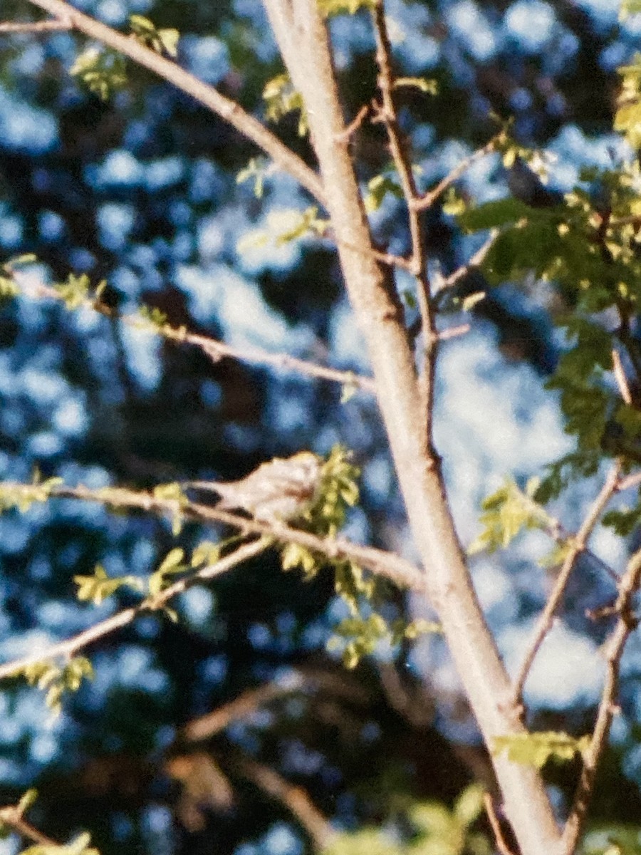 Chestnut-sided Warbler - ML627318483