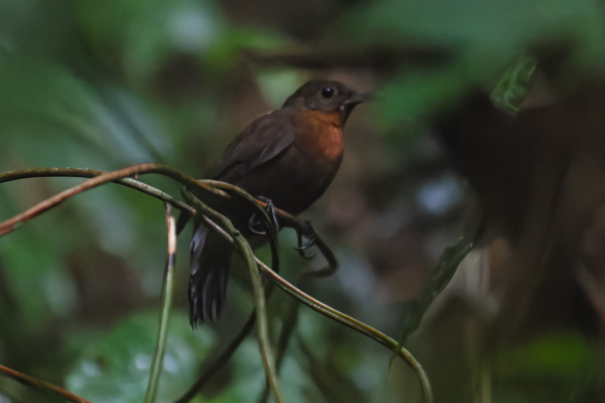 Middle American Leaftosser - ML627318503