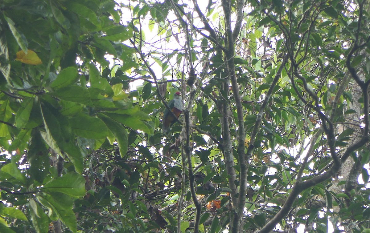 Beautiful Fruit-Dove - ML627318716