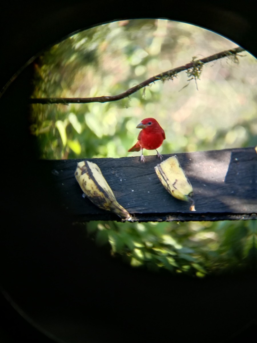 Summer Tanager - ML627318743