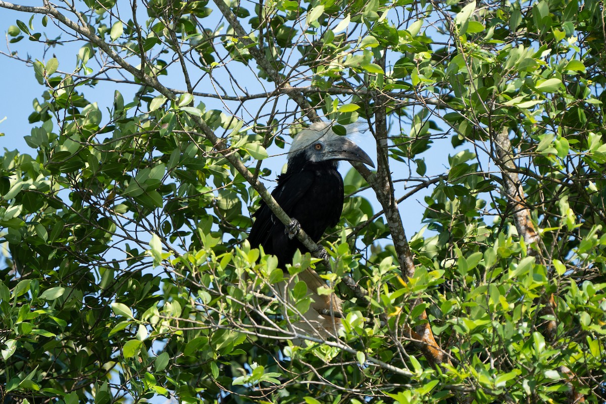 Cálao Cabeciblanco - ML627318766