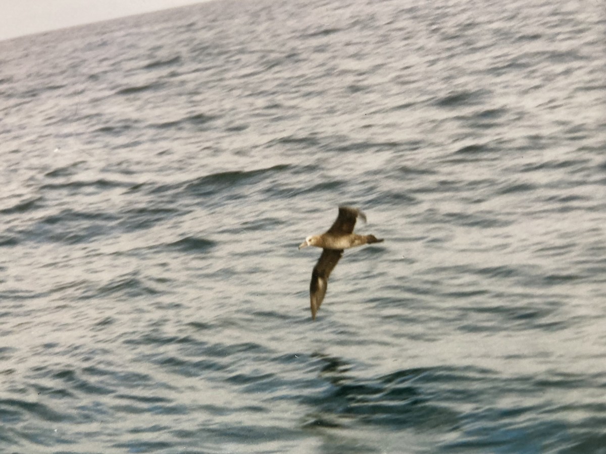 Black-footed Albatross - ML627318792