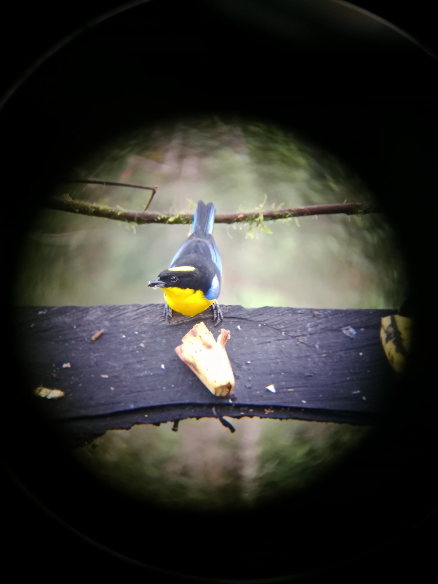 Blue-winged Mountain Tanager - ML627318794