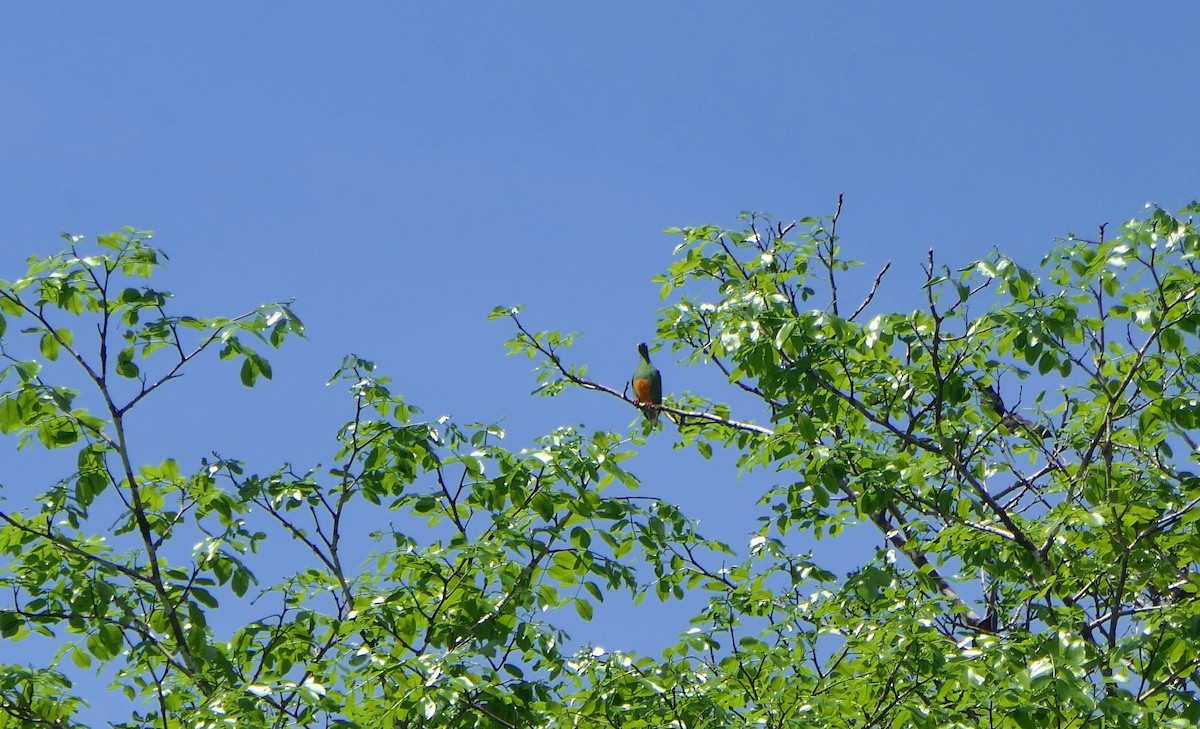 Orange-bellied Fruit-Dove - ML627319062