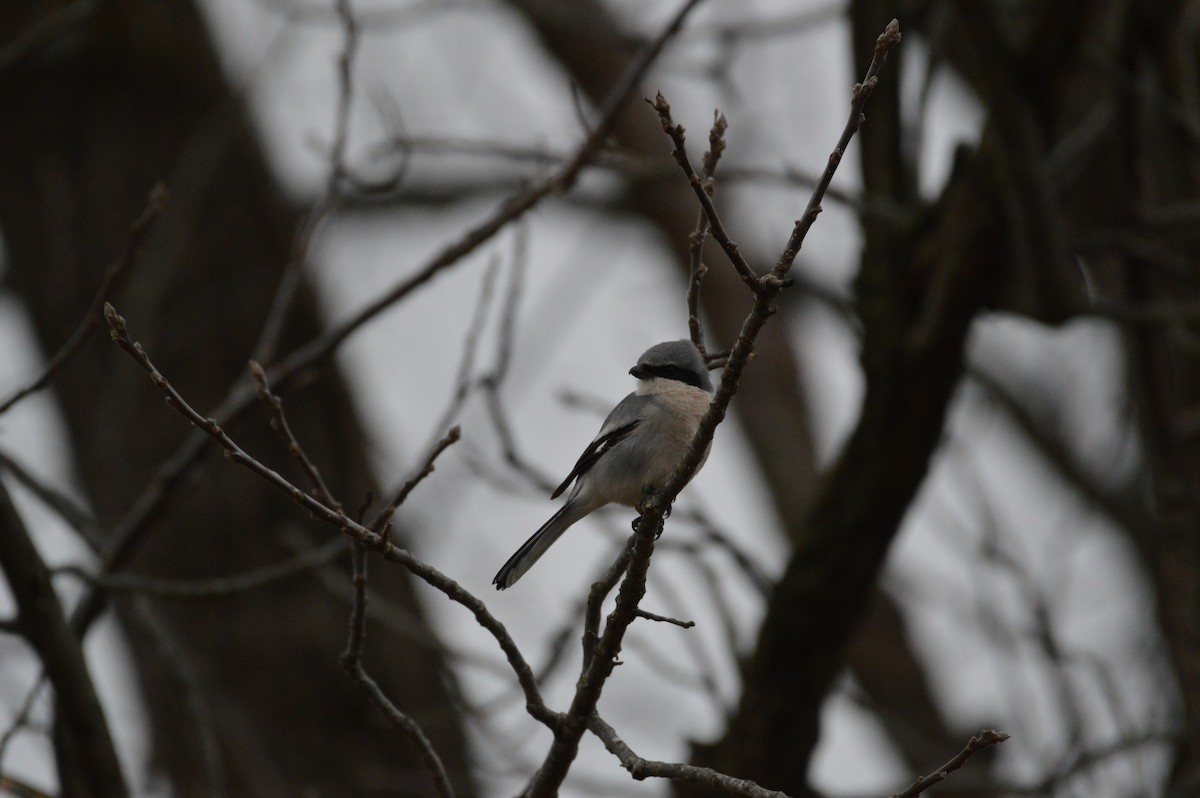 Loggerhead Shrike - ML627319118