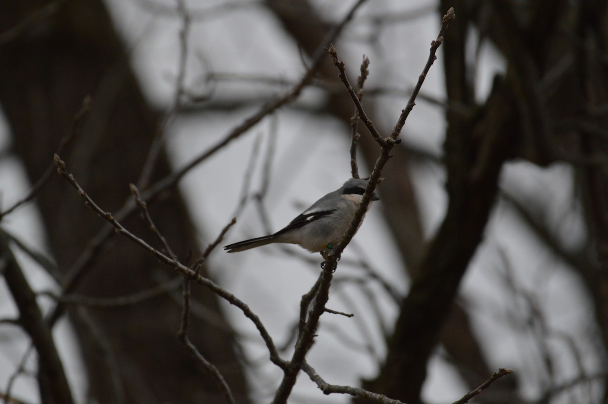 Loggerhead Shrike - ML627319155