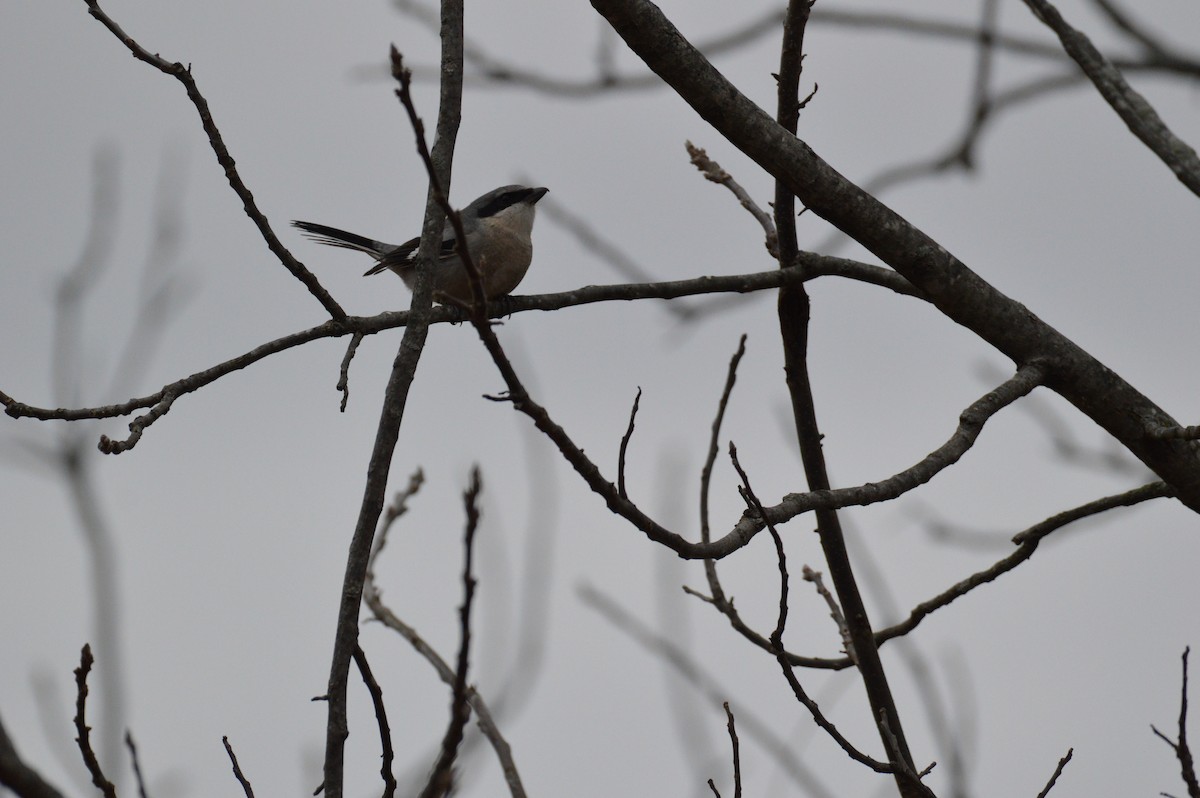 Loggerhead Shrike - ML627319173