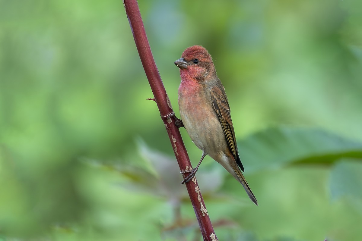 Common Rosefinch - ML627319176