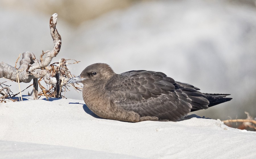 Pomarine Jaeger - William Schweber