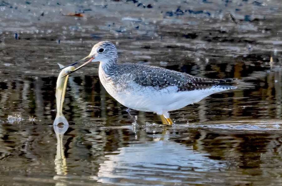 Greater Yellowlegs - William Schweber