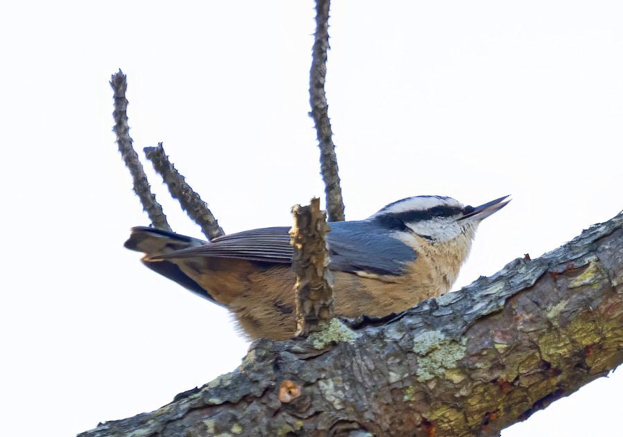 Red-breasted Nuthatch - William Schweber