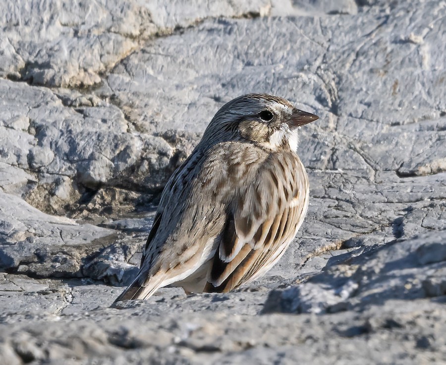 Savannah Sparrow - William Schweber