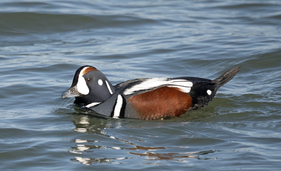 Harlequin Duck - William Schweber