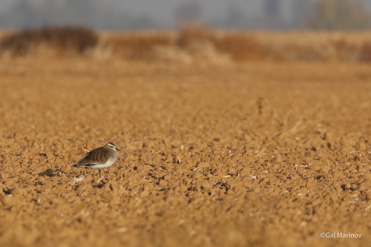 Sociable Lapwing - ML627319488