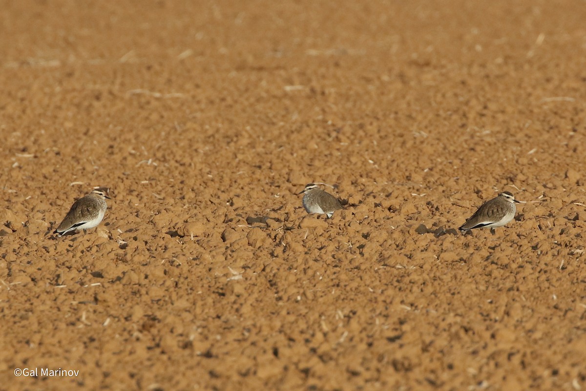 Sociable Lapwing - ML627319489