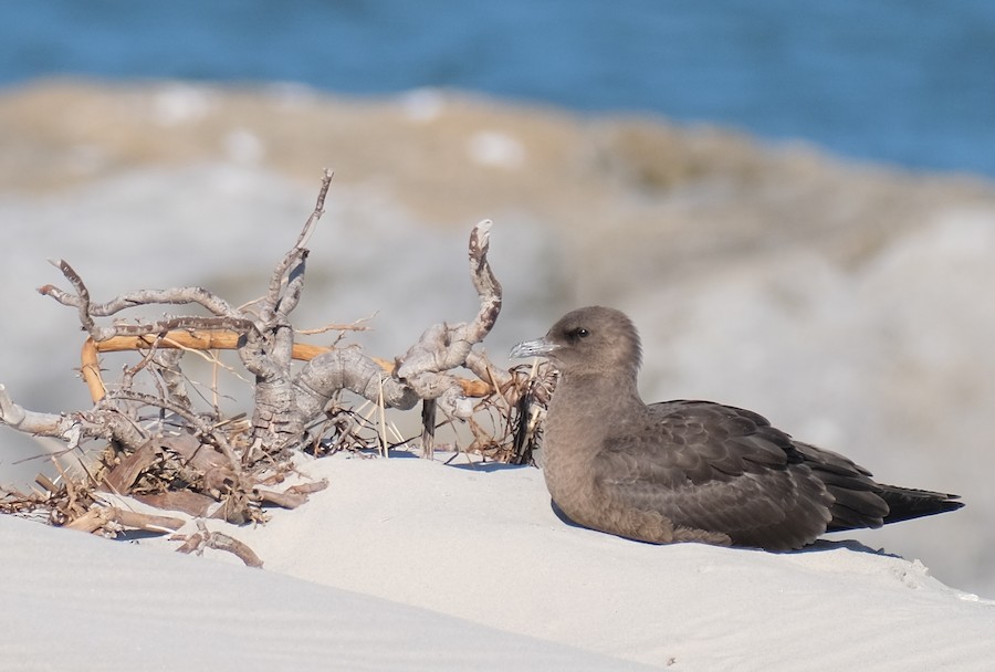 Pomarine Jaeger - Laura Sabo