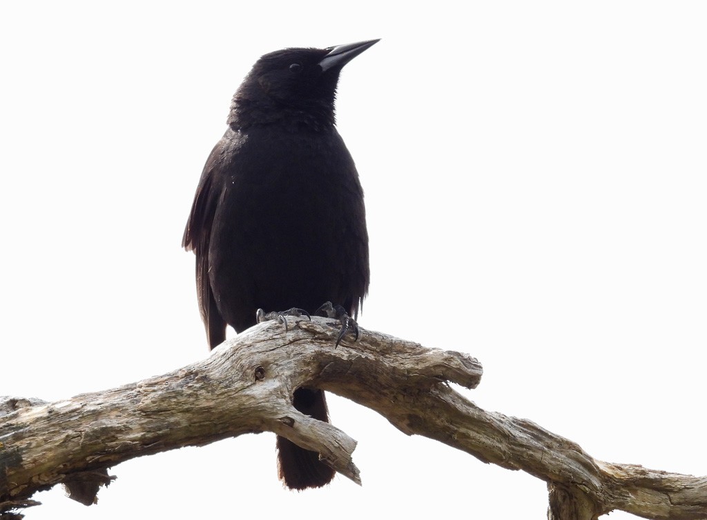 Austral Blackbird - ML627319613
