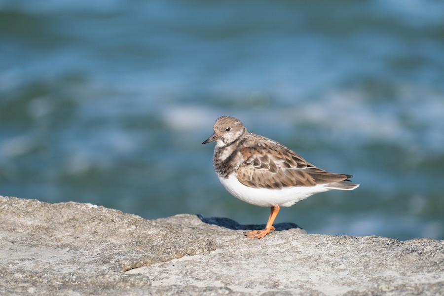 Ruddy Turnstone - Laura Sabo