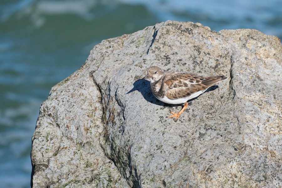 Ruddy Turnstone - Laura Sabo