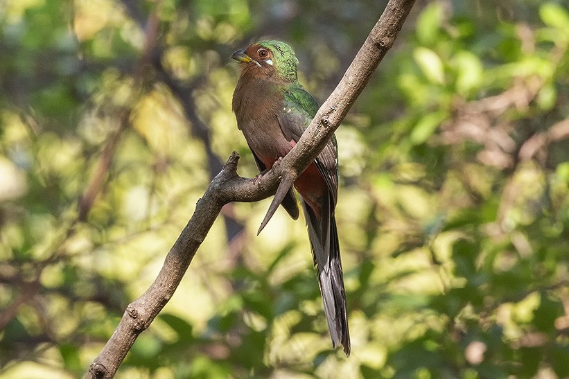 Narina Trogon - ML627319857