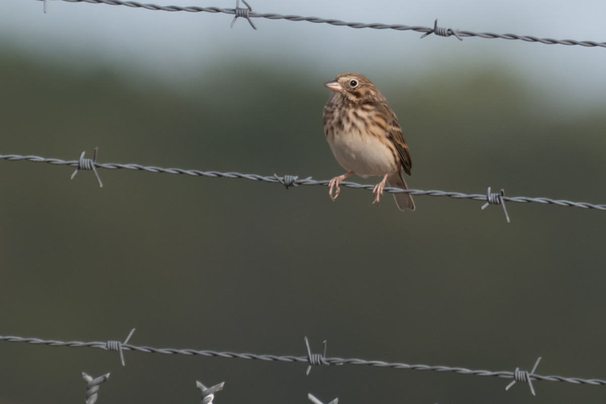Vesper Sparrow - ML627319982