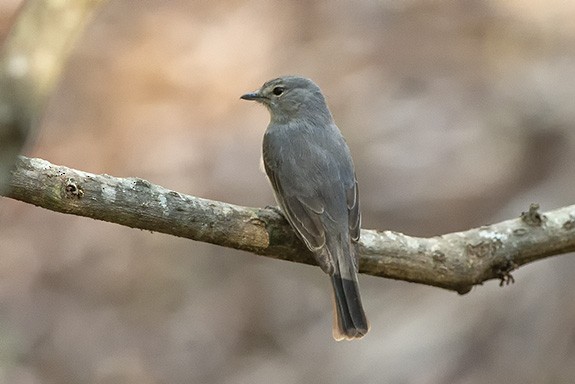 Gray Tit-Flycatcher - ML627319988