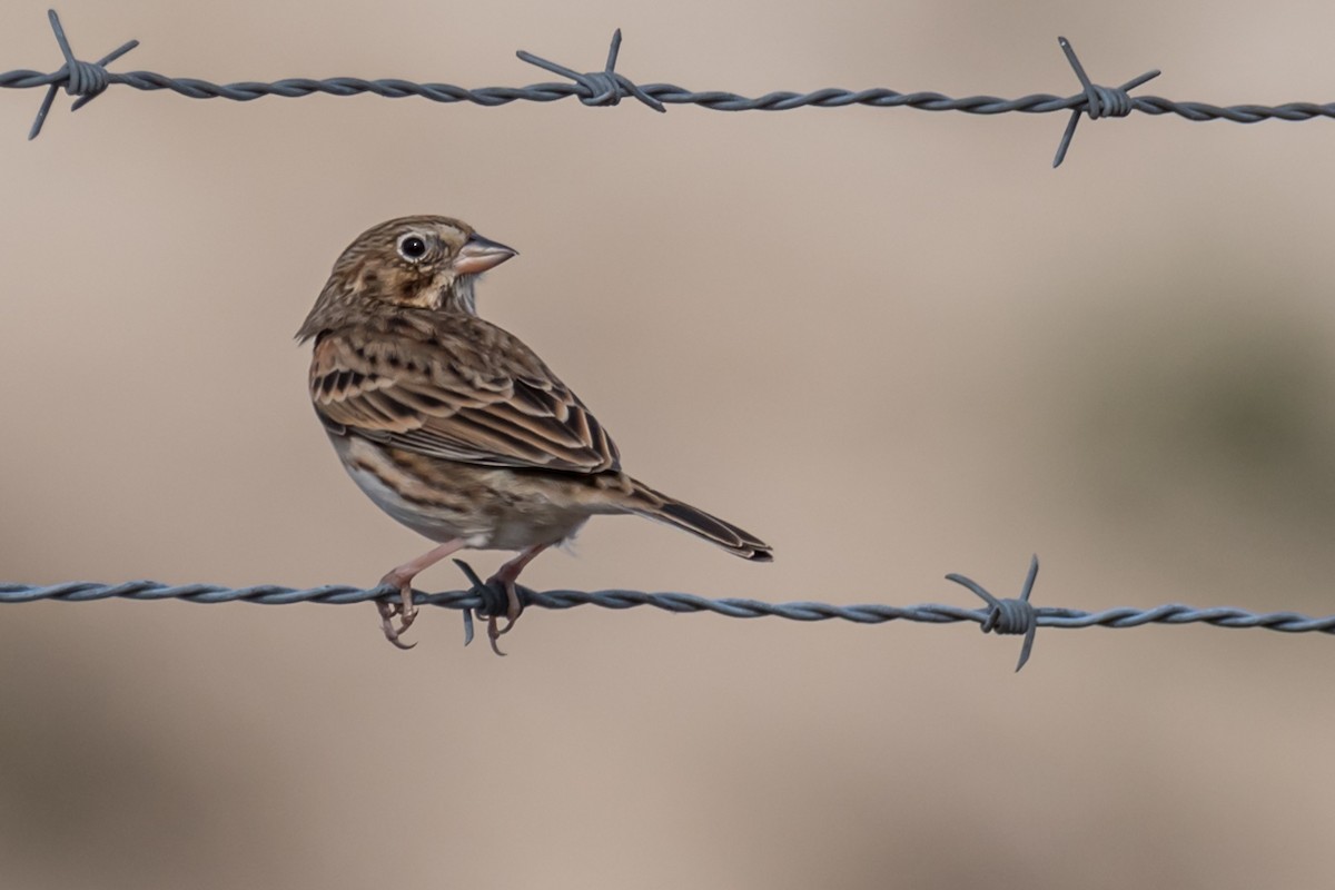 Vesper Sparrow - ML627320005