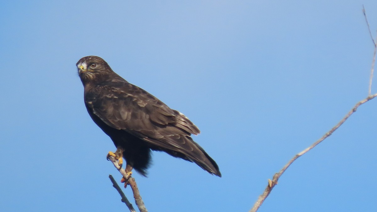 Rough-legged Hawk - ML627320148