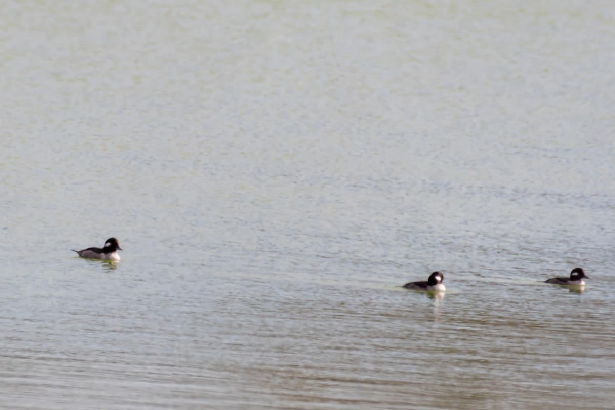 Bufflehead - ML627320154