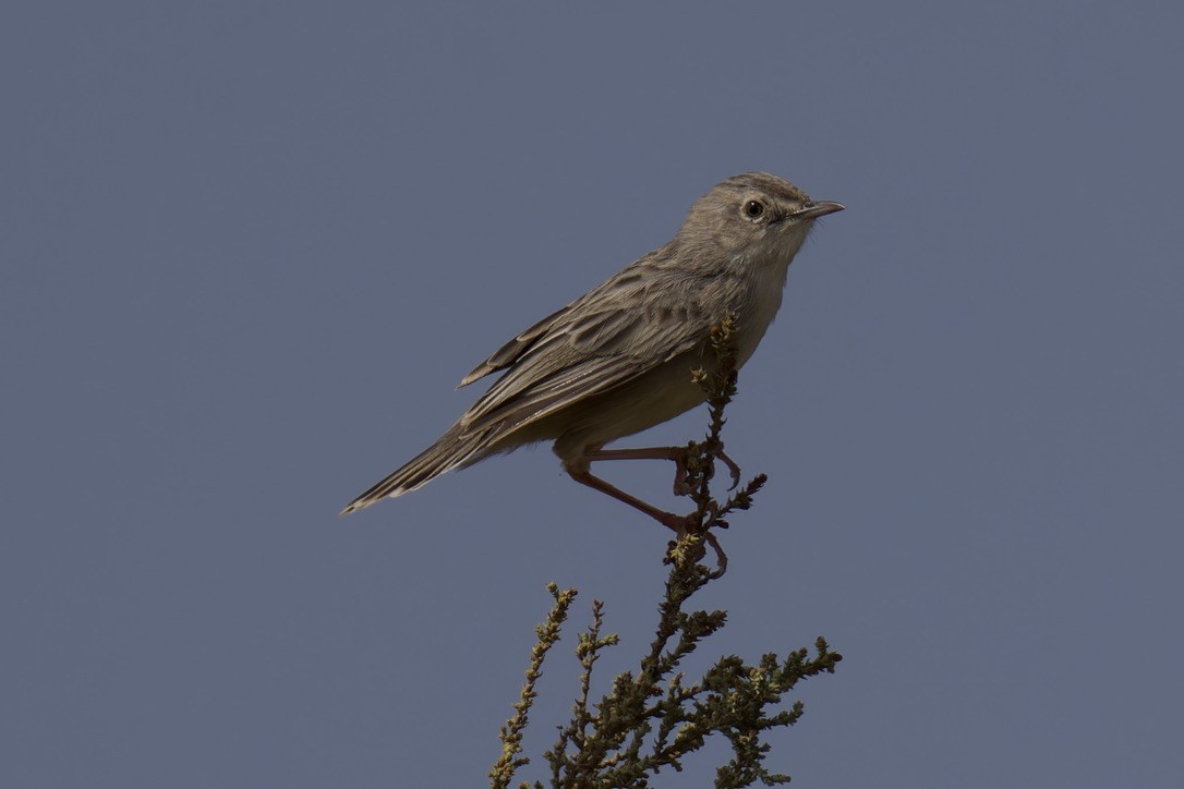 Socotra Cisticola - ML627320255