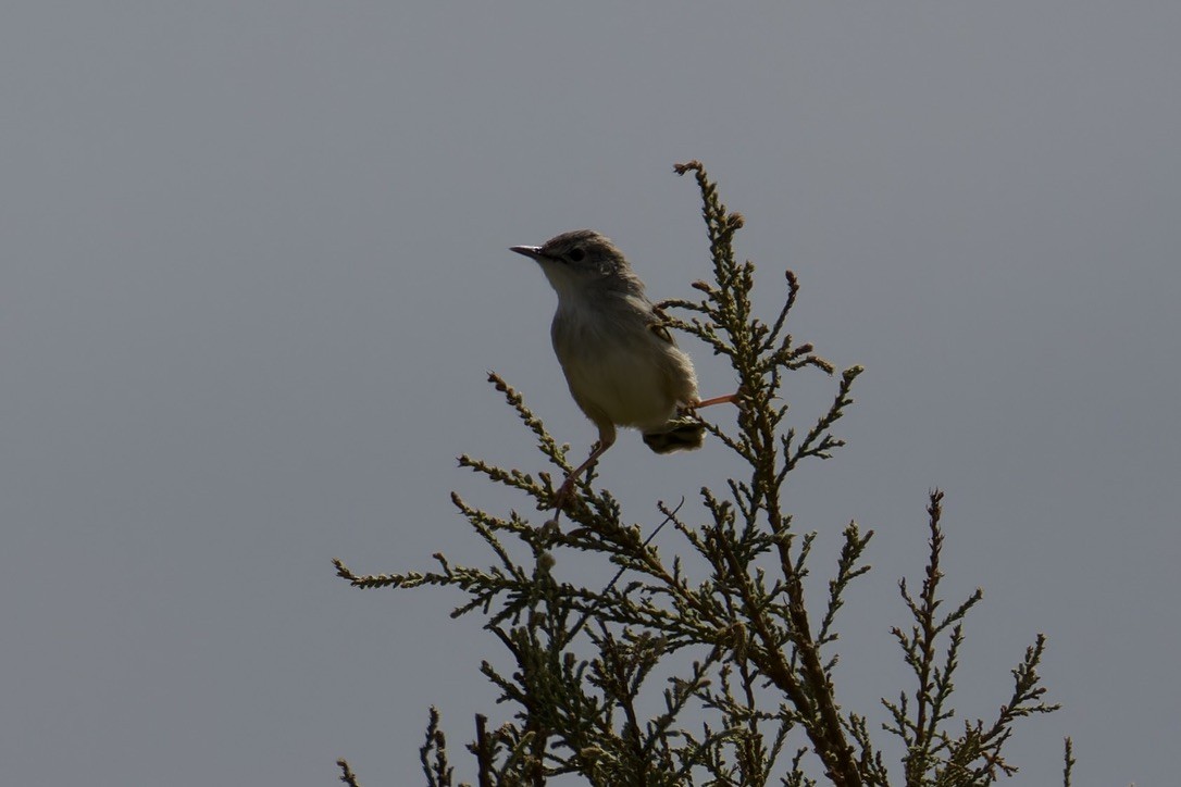 Socotra Cisticola - ML627320256